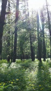 Çam ağaçlı bir ormanın dikey videosu