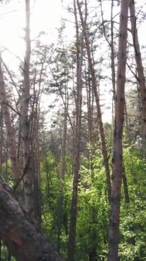 Çam ağaçlı bir ormanın dikey videosu