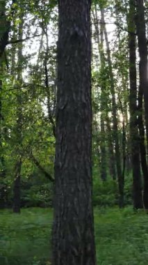 Çam ağaçlı bir ormanın dikey videosu