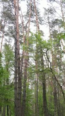 Çam ağaçlı bir ormanın dikey videosu