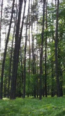 Çam ağaçlı bir ormanın dikey videosu