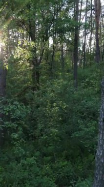 Çam ağaçlı bir ormanın dikey videosu