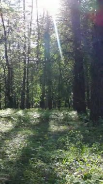 Çam ağaçlı bir ormanın dikey videosu