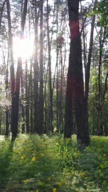 Çam ağaçlı bir ormanın dikey videosu