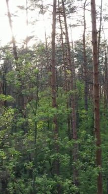 Çam ağaçlı bir ormanın dikey videosu