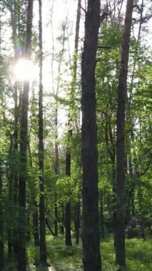 Çam ağaçlı bir ormanın dikey videosu