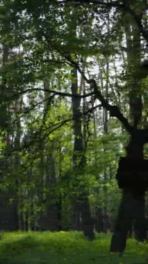 Çam ağaçlı bir ormanın dikey videosu