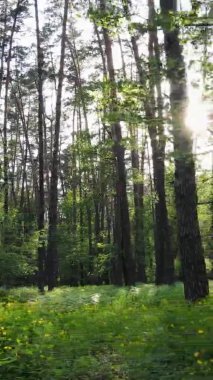 Çam ağaçlı bir ormanın dikey videosu