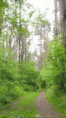 Çam ağaçlı bir ormanın dikey videosu