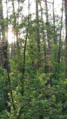 Çam ağaçlı bir ormanın dikey videosu