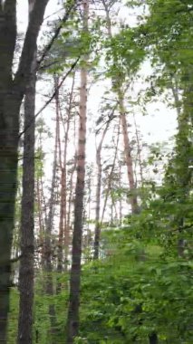 Çam ağaçlı bir ormanın dikey videosu