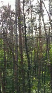 Çam ağaçlı bir ormanın dikey videosu