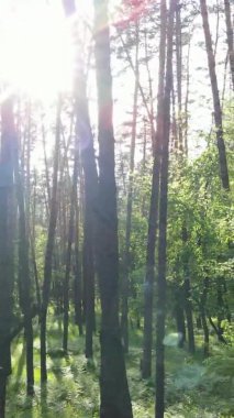 Çam ağaçlı bir ormanın dikey videosu