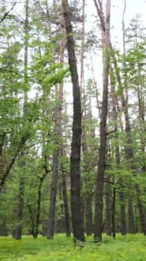 Çam ağaçlı bir ormanın dikey videosu