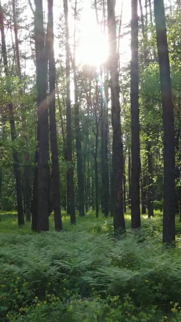 Verticale video van een bos met pijnbomen — Stockvideo