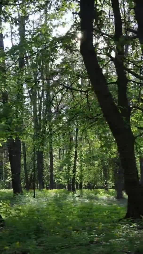 Vertikal video av en skog med tallar — Stockvideo