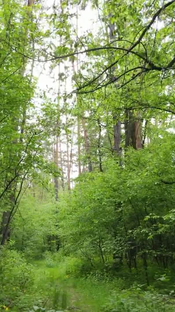 Vídeo vertical de uma floresta com pinheiros — Vídeo de Stock