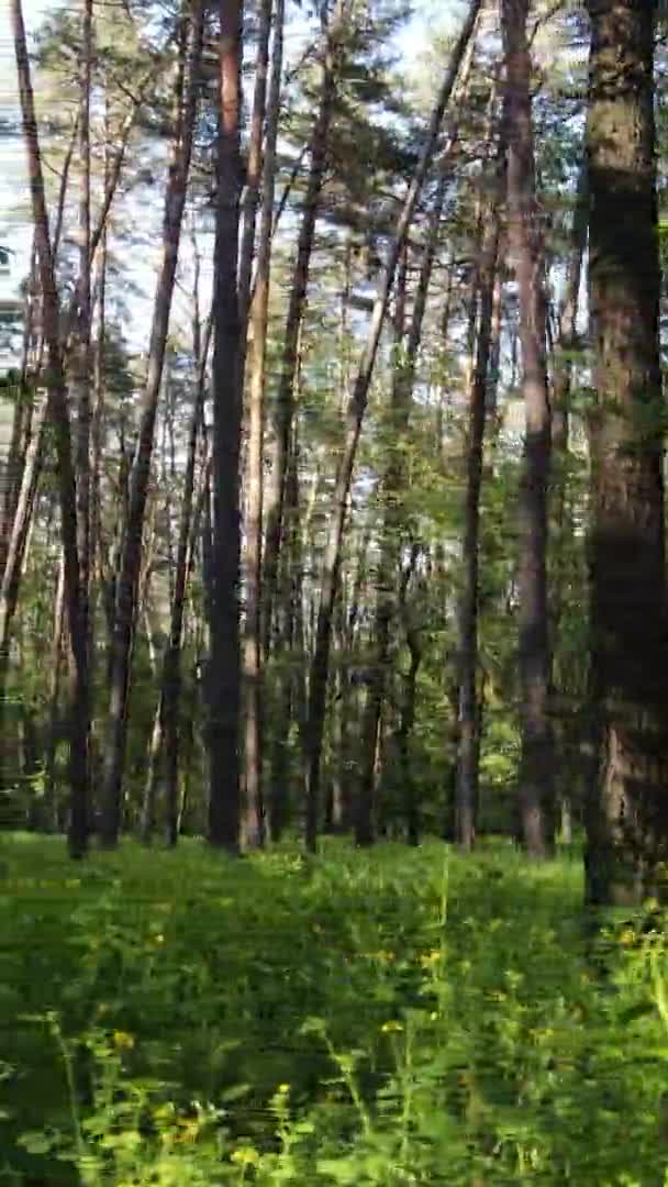 Vídeo vertical de uma floresta com pinheiros — Vídeo de Stock