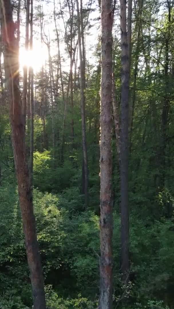 Vídeo vertical de un bosque con pinos — Vídeo de stock