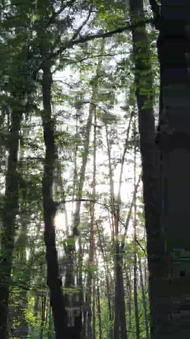 松の木の森の垂直ビデオ — ストック動画