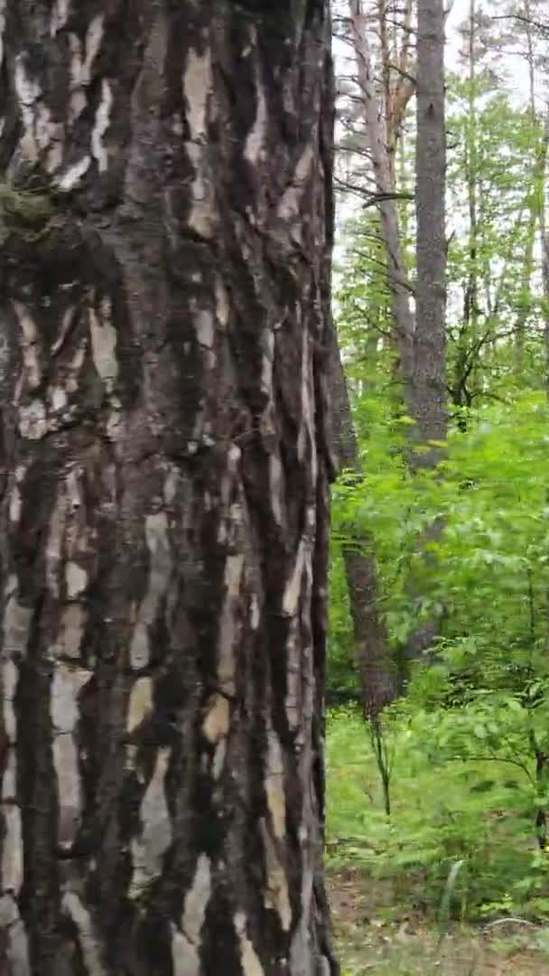 Вертикальне відео лісу з сосен — стокове відео