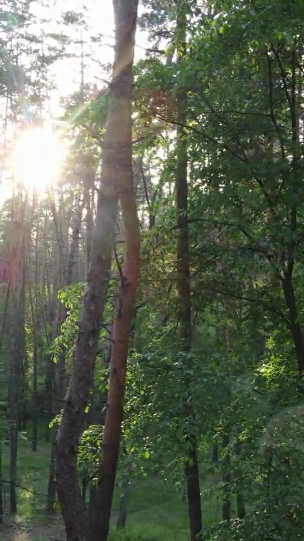 Vertikální video lesa s borovicemi — Stock video