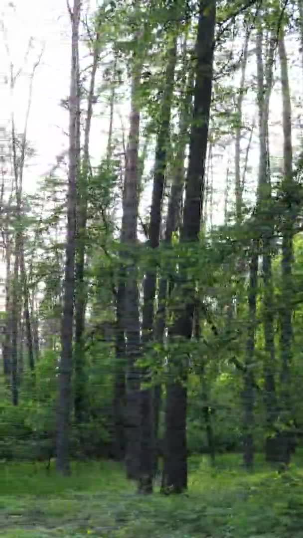 Vidéo verticale d'une forêt de pins
