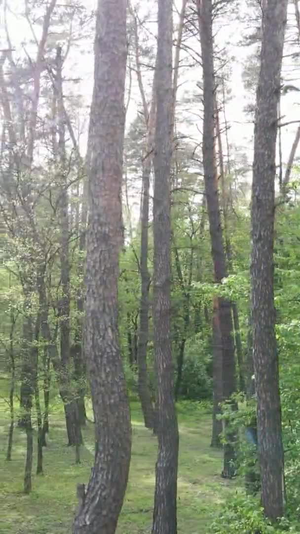 Vídeo vertical de un bosque con pinos — Vídeo de stock