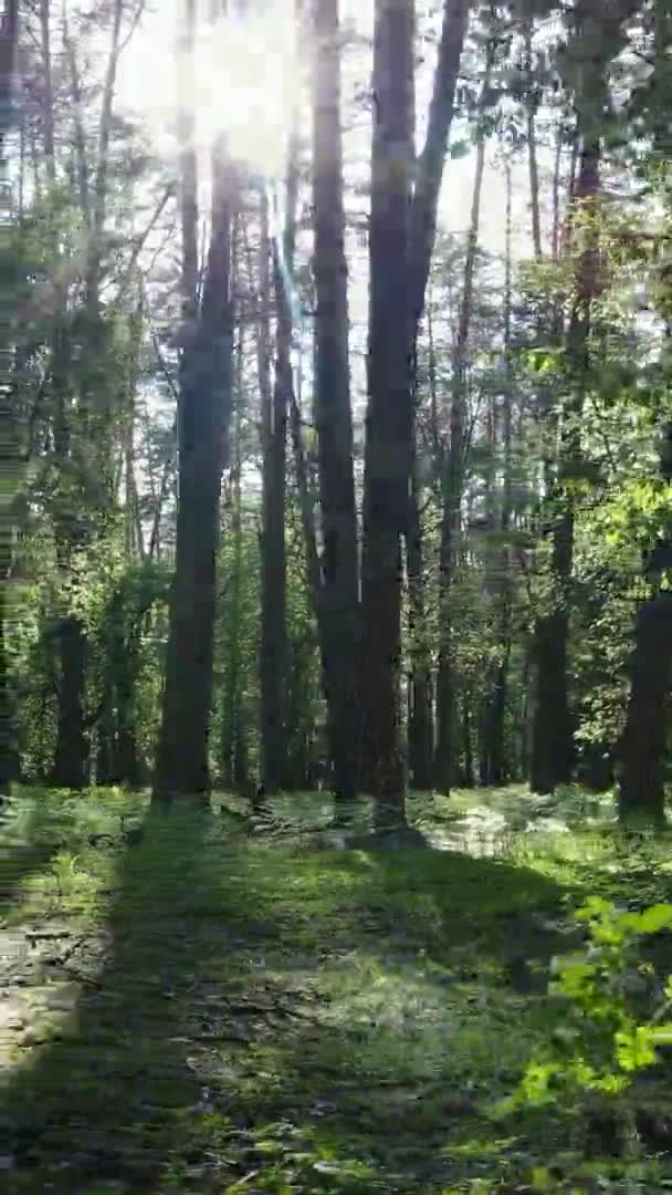 Vídeo vertical de un bosque con pinos — Vídeo de stock