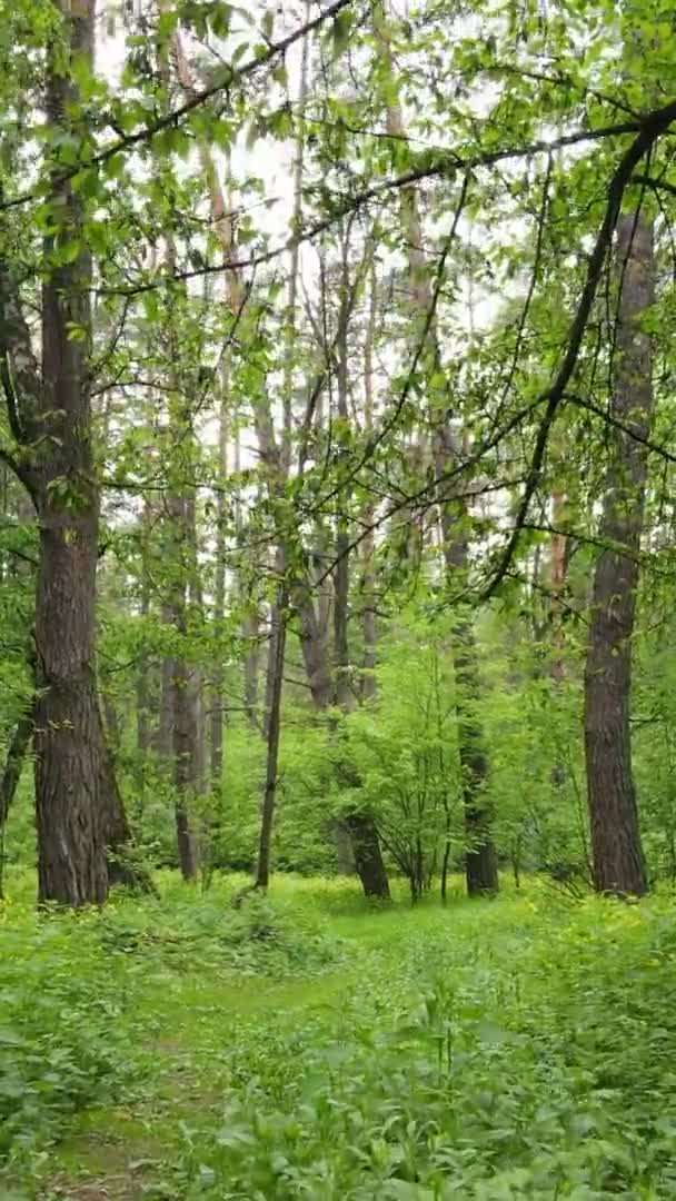 Függőleges videó egy erdőről fenyőfákkal — Stock videók