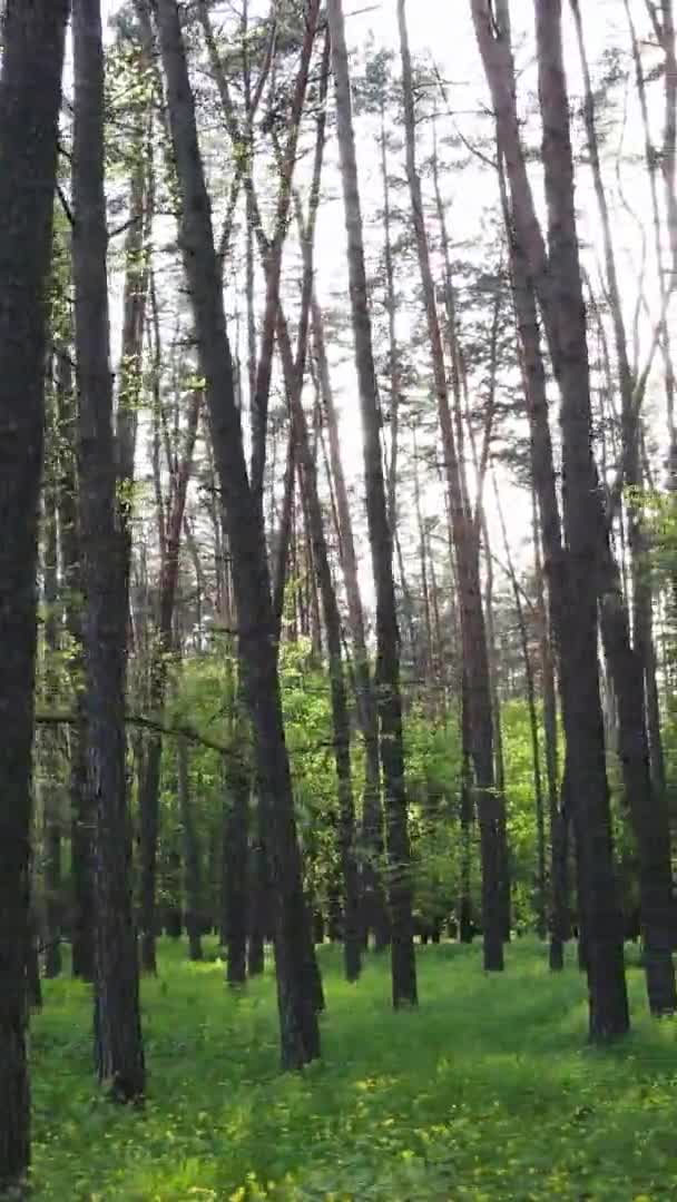 Vertical video of a forest with pine trees — Stock Video