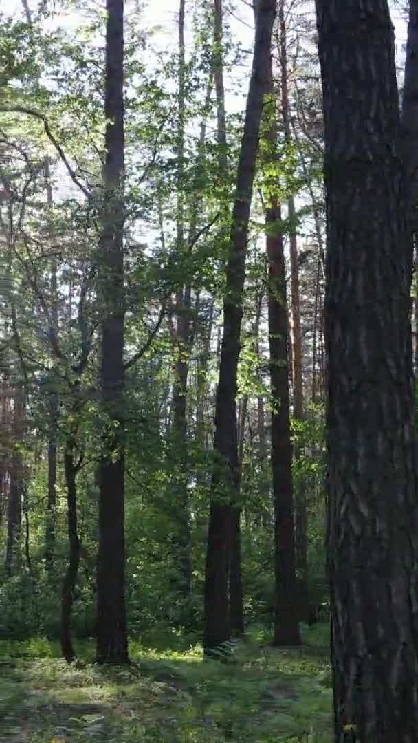 Vidéo verticale d'une forêt de pins