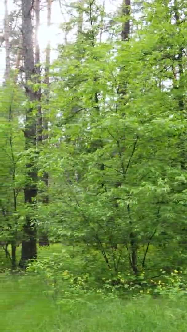 Вертикальне відео лісу з сосен — стокове відео