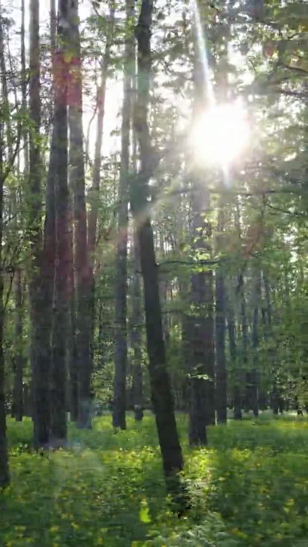 Vertikales Video eines Waldes mit Kiefern — Stockvideo