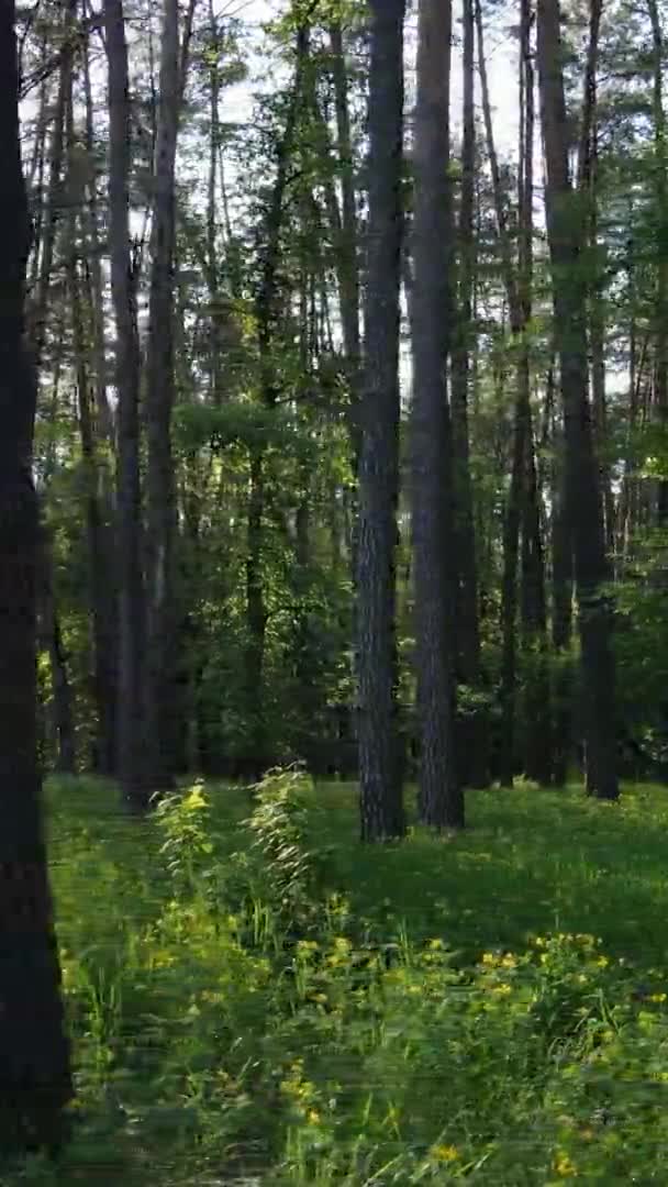 Vídeo vertical de un bosque con pinos — Vídeo de stock