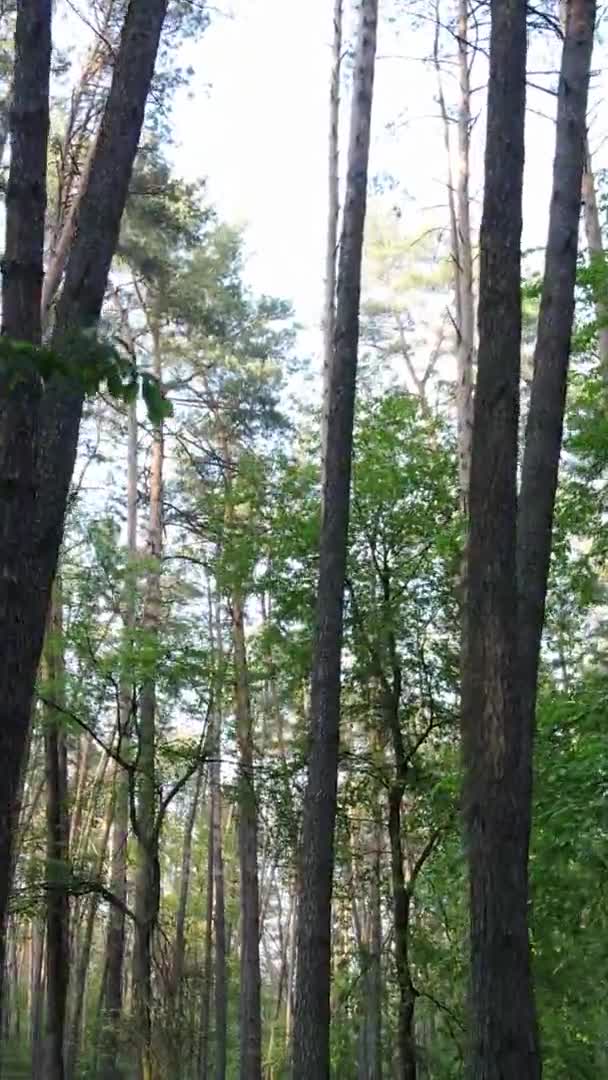 Video vertikal dari hutan dengan pohon pinus — Stok Video