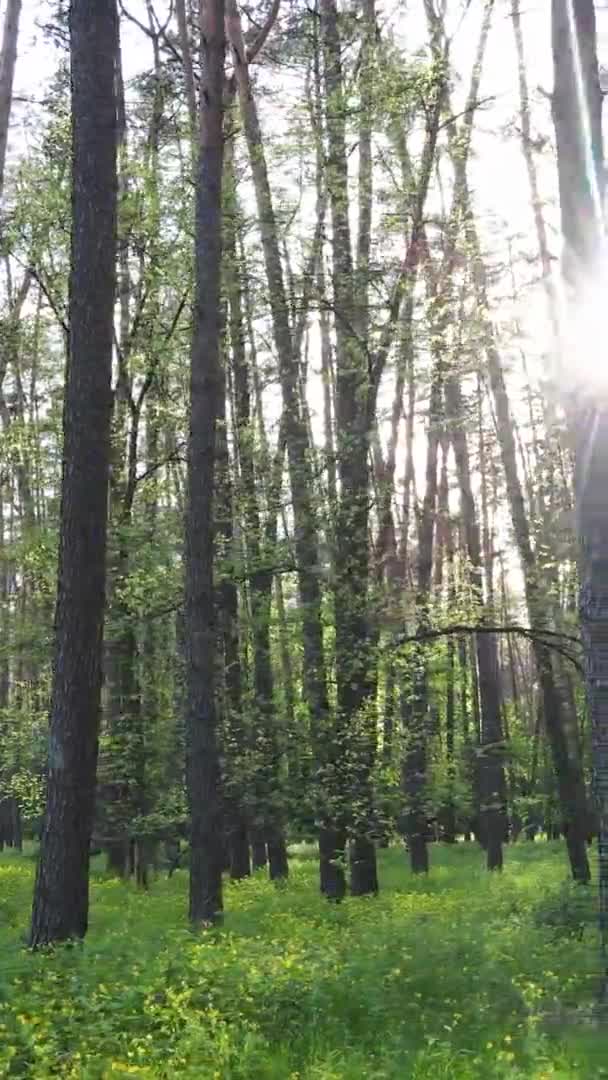 Vertical video of a forest with pine trees — Stock Video
