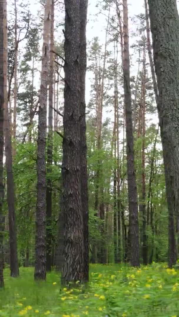 Vídeo vertical de uma floresta com pinheiros — Vídeo de Stock