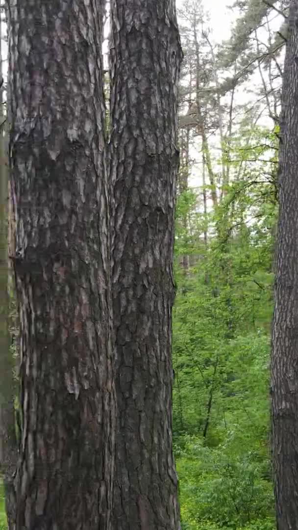 Verticale video van een bos met pijnbomen — Stockvideo