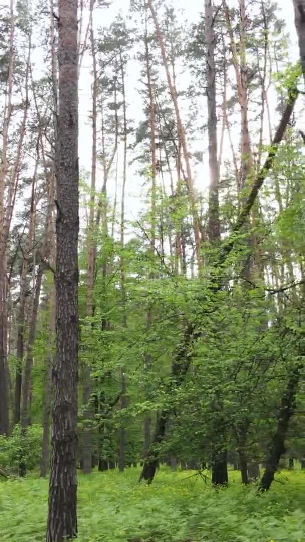 松の木の森の垂直ビデオ — ストック動画