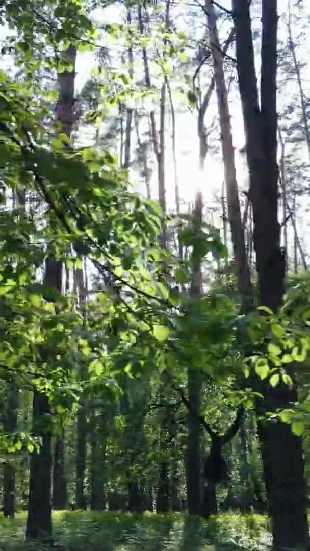 Vertikal video av en skog med tallar — Stockvideo