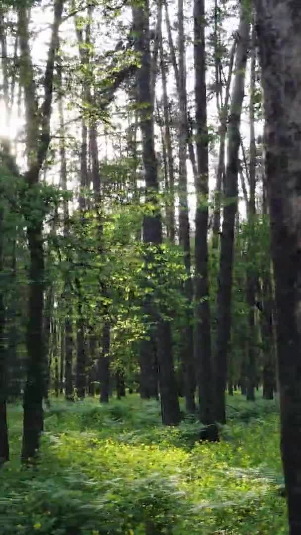 Vidéo verticale d'une forêt de pins