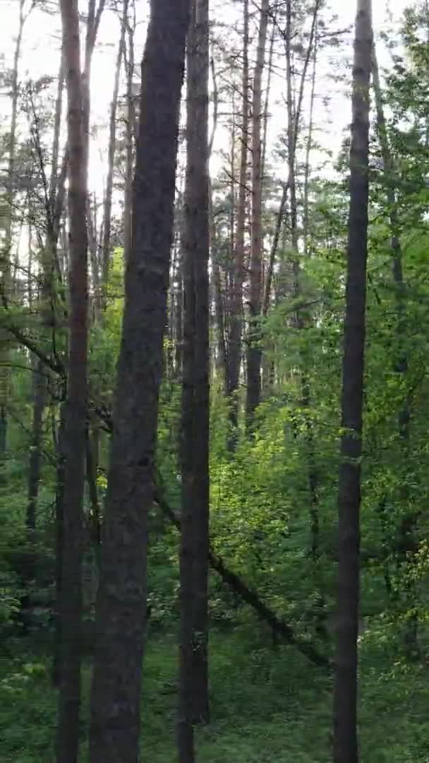 Vidéo verticale d'une forêt de pins