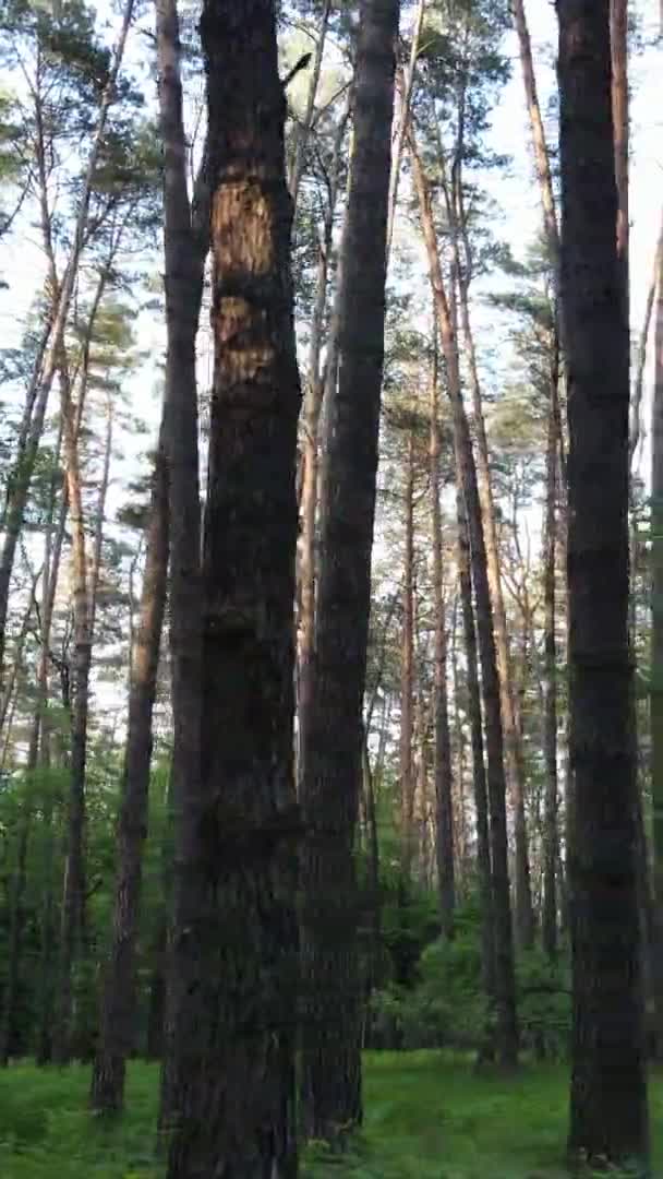 Vídeo vertical de un bosque con pinos — Vídeos de Stock
