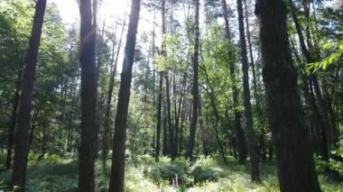 Güzel yeşil orman bir yaz gününde, ağır çekimde
