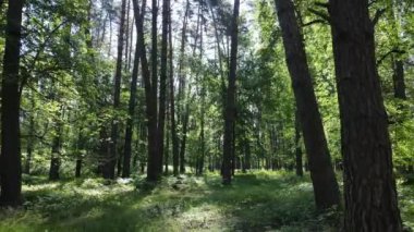 Güzel yeşil orman bir yaz gününde, ağır çekimde