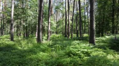 Güzel yeşil orman bir yaz gününde, ağır çekimde