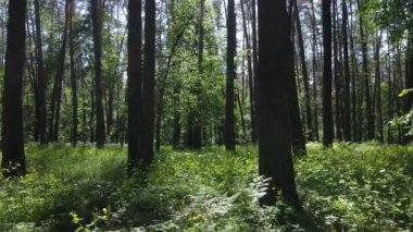 Güzel yeşil orman bir yaz gününde, ağır çekimde