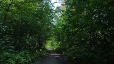 Güzel yeşil orman bir yaz gününde, ağır çekimde
