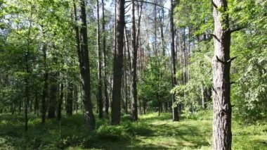Güzel yeşil orman bir yaz gününde, ağır çekimde